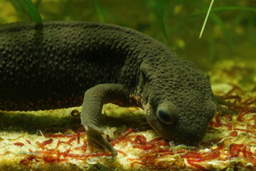Closeup on an aquatic female Japanese fire bellied newt , Cynops pyrrhogaster, feeding on red...