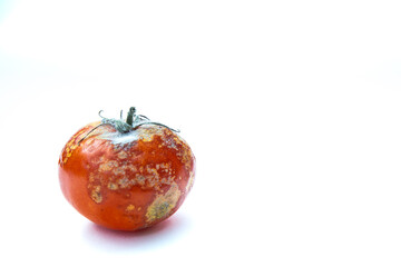 mouldy tomatoes isolated on white background