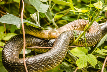 Aesculapius snake - Zamenis longissimus, Elaphe longissima. He rests on a bush.