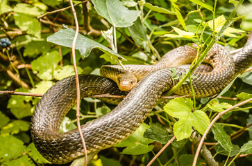 Aesculapius snake - Zamenis longissimus, Elaphe longissima. He rests on a bush.