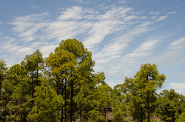 Forest of Canary Island pine Pinus canariensis and clouds formation. Integral Natural Reserve of Inagua. Gran Canaria. Canary Islands. Spain.