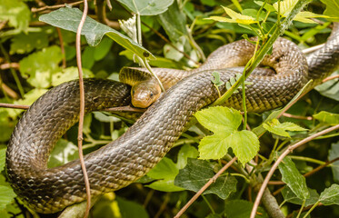 Aesculapius snake - Zamenis longissimus, Elaphe longissima. He rests on a bush.