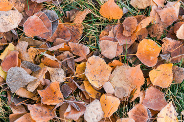 Frost on fallen leaves in late autumn or early winter, frost on grass at first frost - cold season concept