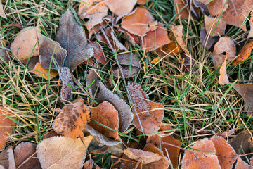 Frost on fallen leaves in late autumn or early winter, frost on grass at first frost - cold season concept