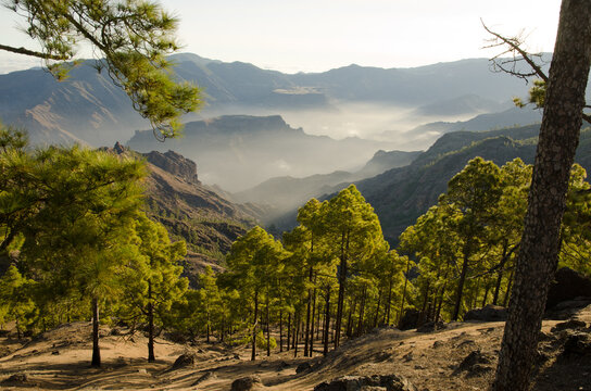 Integral Natural Reserve of Inagua, Mesa del Junquillo and Mesa de Acusa. The Nublo Rural Park. Gran Canaria. Canary Islands. Spain.