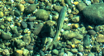 Brown Trout in Clear Cold Wyoming Waters