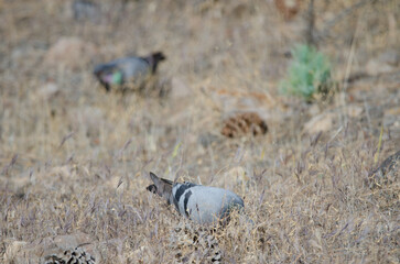 Canary Islands rock doves Columba livia canariensis looking for food. Integral Natural Reserve of...