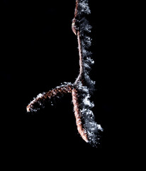 White snowflakes on a branch with birch seeds isolated on a black background.