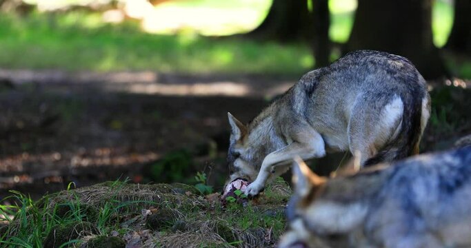 A European wolf family is in the forest
