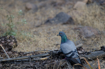 Canary Islands rock dove Columba livia canariensis. Integral Natural Reserve of Inagua. Gran Canaria. Canary Islands. Spain.