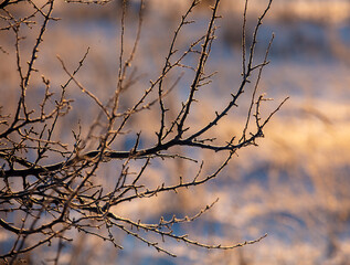 Fototapeta na wymiar Bare tree branches in winter at sunset.