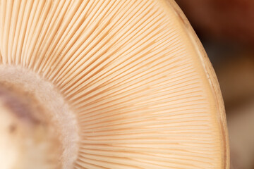 Mushroom view under the cap as a background.