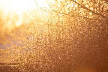 Obraz premium Bare tree branches in winter at sunset.