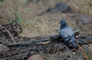 Canary Islands rock dove Columba livia canariensis. Integral Natural Reserve of Inagua. Gran Canaria. Canary Islands. Spain.