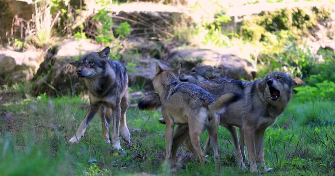 A European wolf family is in the forest