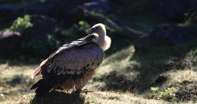 A griffon vulture rests during sunrise