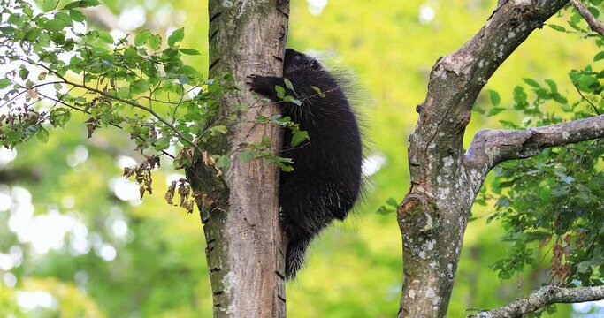 An American porcupine climbs a tree