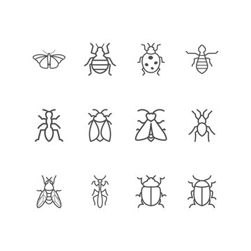 insect icon on white background