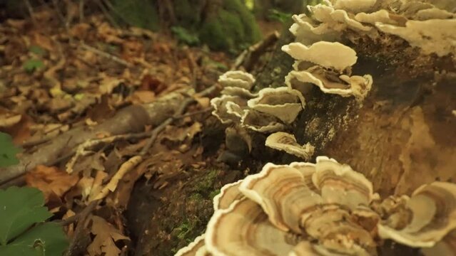  Mushroom Grifola frondosa grows on the tree trunk in the woods