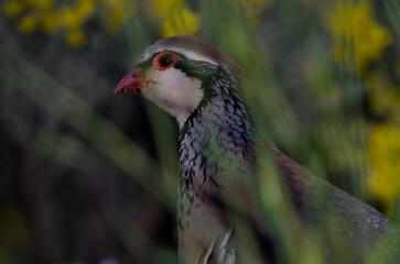 Red-legged partridge Alectoris rufa. The Nublo Rural Park. Gran Canaria. Canary Islands. Spain.