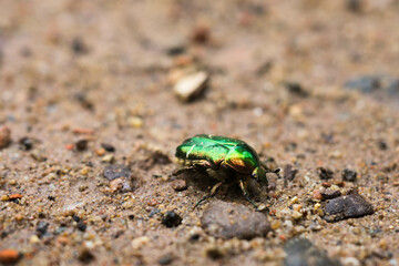 Gold-Rosenkäfer
