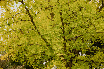 日本のイチョウの木の素材 ginkgo