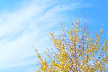 秋の黄色いイチョウと優しい秋の空