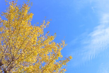 秋の黄色いイチョウの葉と鮮やかな秋の空