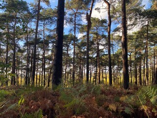 Obraz premium forest in autumn