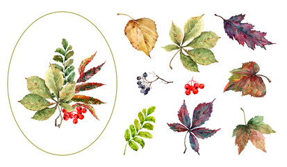 Autumn colorful set of isolated elements leaves, berries, bouquet of beautiful leaves. Hand drawn watercolor illustration on white background for greeting cards, thanksgiving day, banner, print.