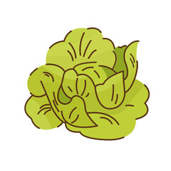 Cabbage Vector Illustration
