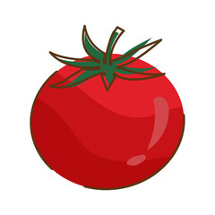 Tomato Vector Illustration