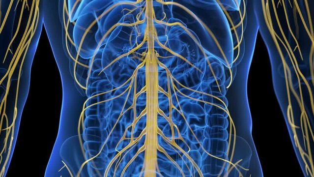 3d rendered medical animation of the spinal cord