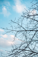 branches of a tree against the sky