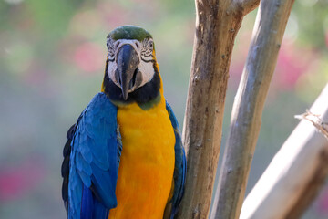Close up haed the Blue and yellow macaw parrot bird in garden at thailand.