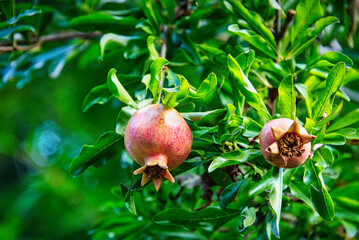 青々とした葉を背景に、赤く色づいてきた美味しそうなザクロの実