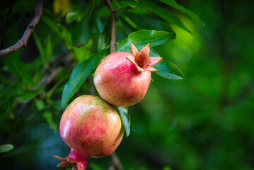 青々とした葉を背景に、赤く色づいてきた美味しそうなザクロの実