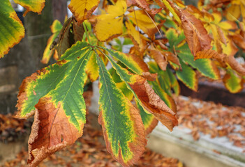 Chestnut tree leaves in autumn time