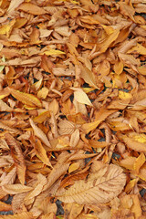 Fallen leaves in the woods autumn time