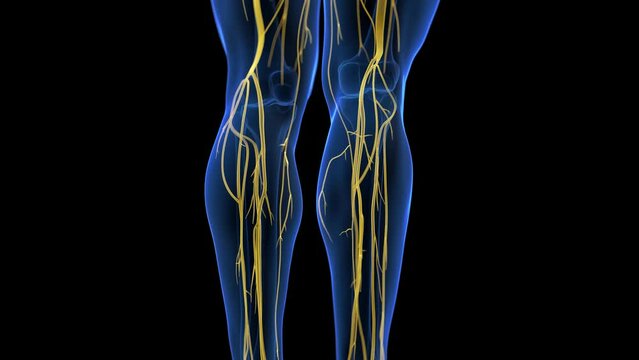 3d rendered medical animation of the human nervous system