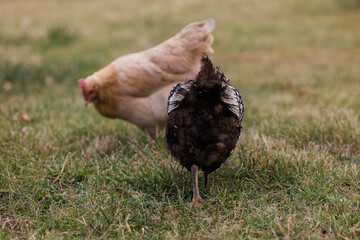 range chicken in the grass