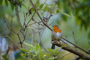 The European robin (Erithacus rubecula), known simply as the robin or robin redbreast. Muscicapidae fammily. Hanover, Germany.

