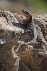 Gran Canaria giant lizard Gallotia stehlini. Male. Cruz de Pajonales. Integral Natural Reserve of Inagua. Tejeda. Gran Canaria. Canary Islands. Spain.