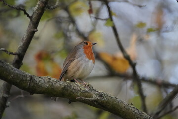 The European robin (Erithacus rubecula), known simply as the robin or robin redbreast. Muscicapidae fammily. Hanover, Germany.

