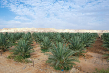 Desert agriculture. Large date Palms plantation in the desert.