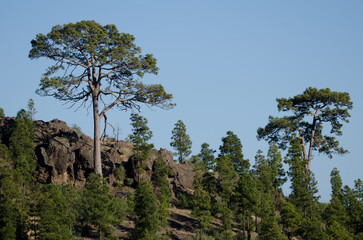 Forest of Canary Island pine Pinus canariensis. Integral Natural Reserve of Inagua. Tejeda. Gran Canaria. Canary Islands. Spain.