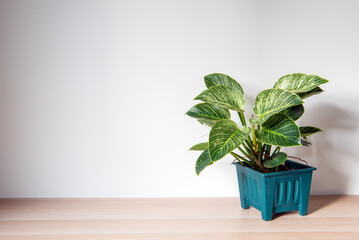 composition of home garden interior