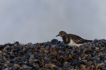 Ruddy Turnstone Arenaria interpres on low tide on a flint pebble beach in Normandy, France