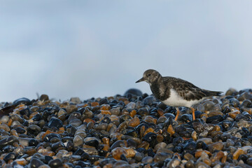 Ruddy Turnstone Arenaria interpres on low tide on a flint pebble beach in Normandy, France