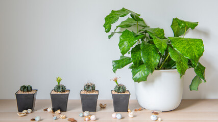 composition of home garden interior